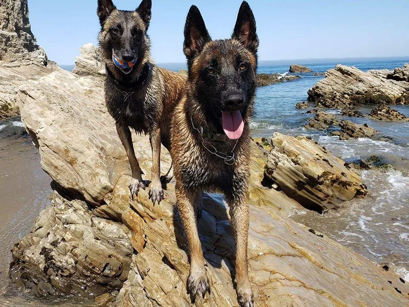 Khars Malinois photo 1