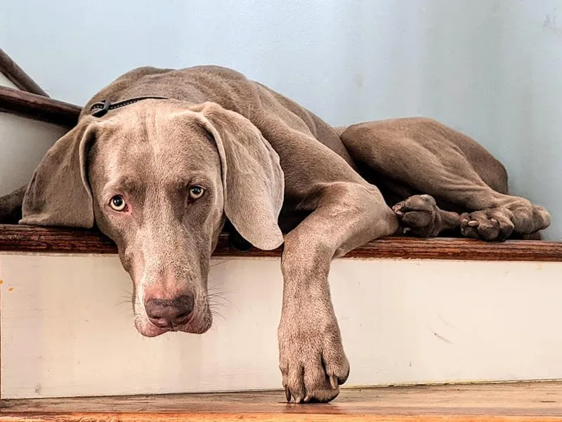 Khepri Weimaraners