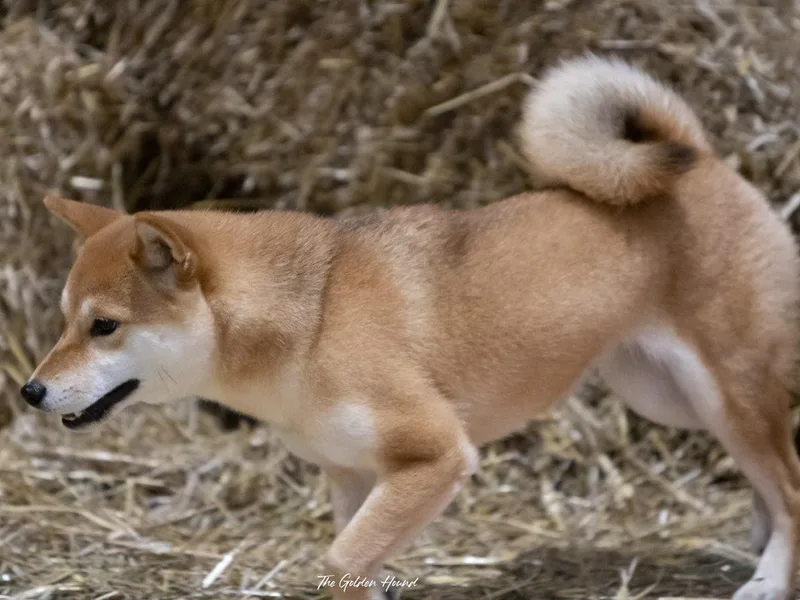 Kiamichi Shiba Inu