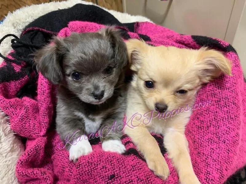 Kiara's AKC Chihuahuas of Michigan