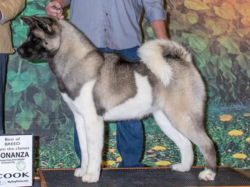Kicho Na Akitas