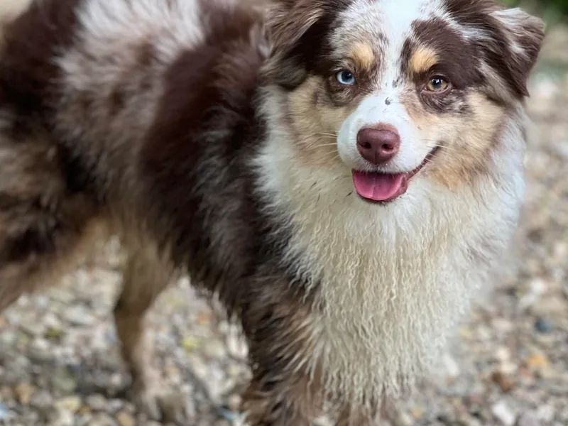 Kickapoo Creek Toy &amp; Mini Aussies