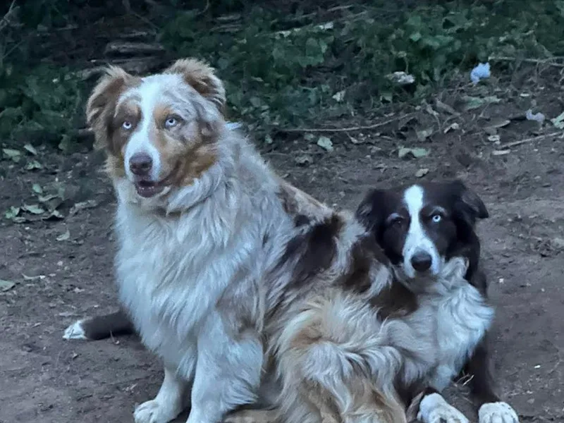 Kickin K Aussies - NC