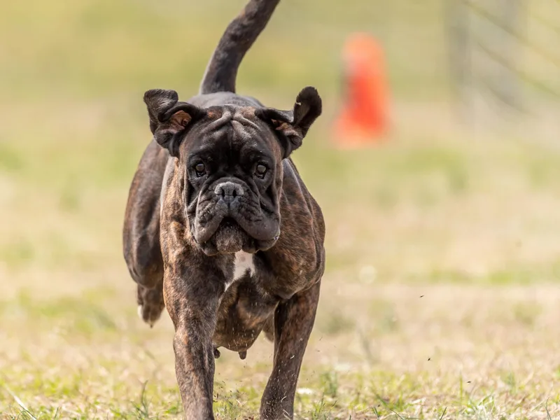 Kickin Rooster AKC Boxers