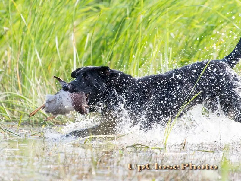 Kicking Bird Gun Dogs