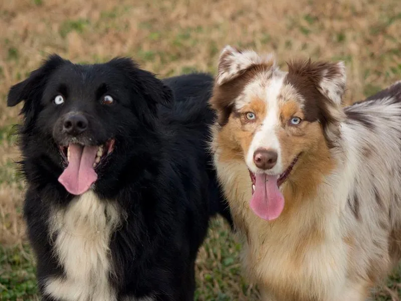 Kicking K Australian Shepherds