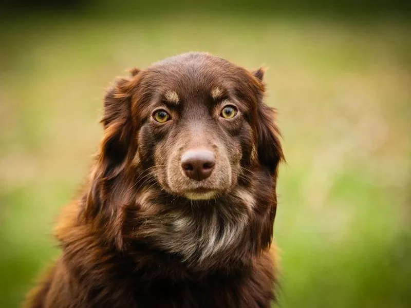 Kid’s Kingdom Australian Shepherds