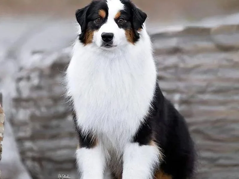 Kidd’s Miniature American Shepherds