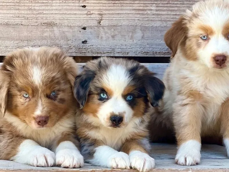 Kika’s Australian Shepherds