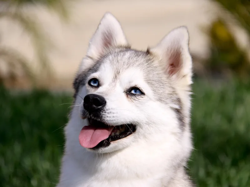 Kika's Klee Kai