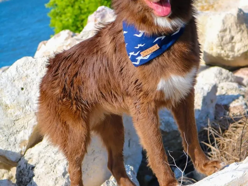 Kiki's Aussies