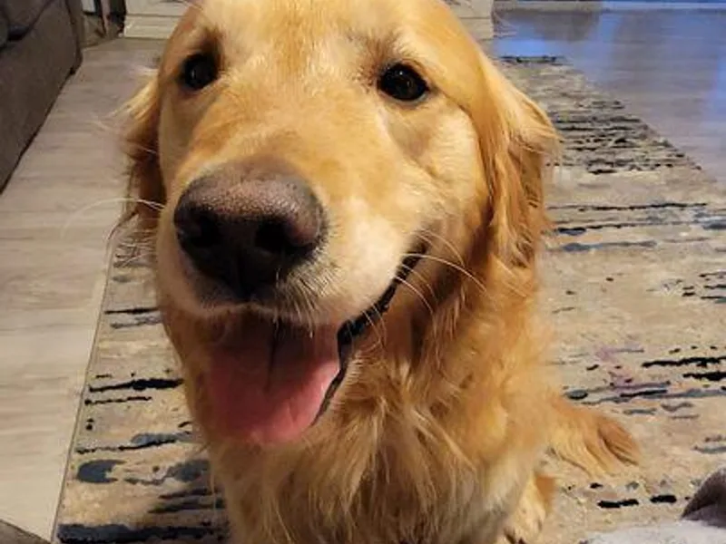 Kiki's Goldens