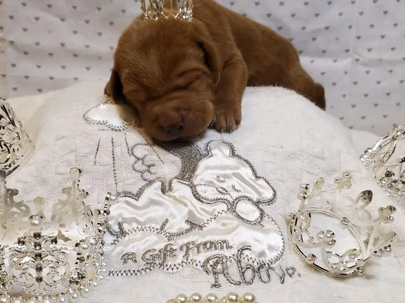 Kilgore’s Labrador Retrievers