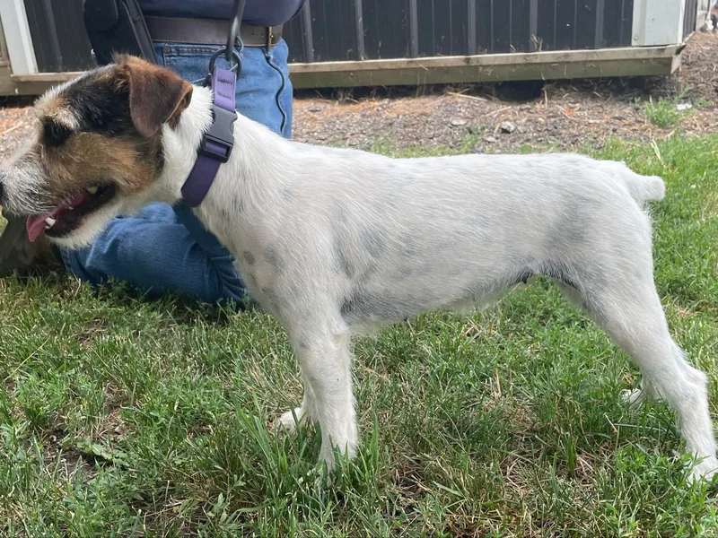 Kilgus Jack Russell Terriers