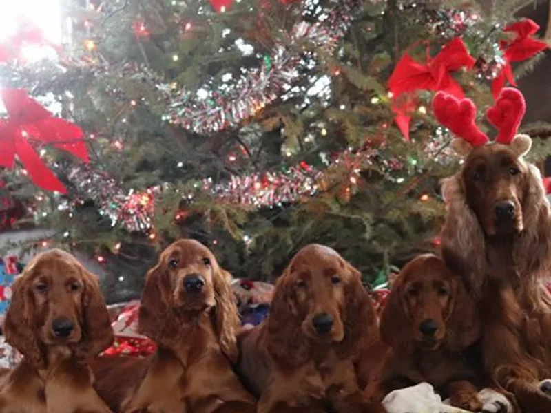 Kilkieran Kennel Irish Setters and Snowstorm Labradors