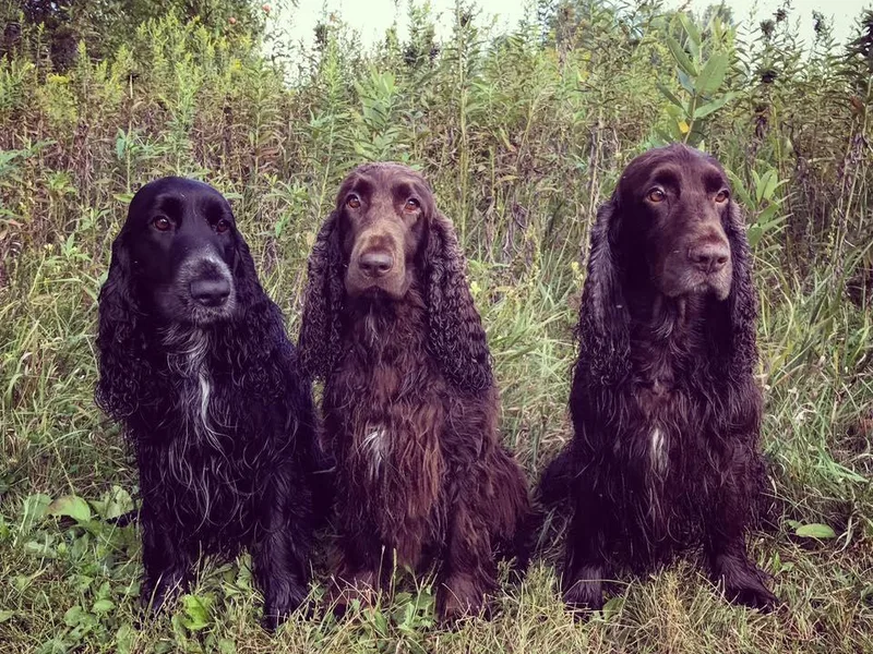 Killara Field Spaniels