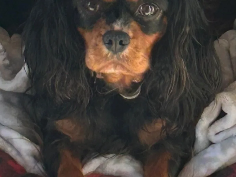 Killian's Kennels LLC