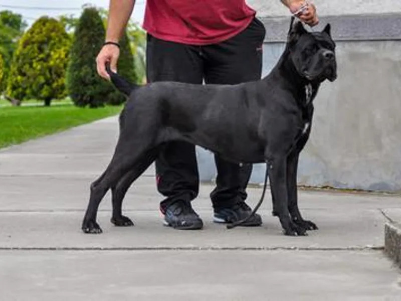 Killing Joke Kennels