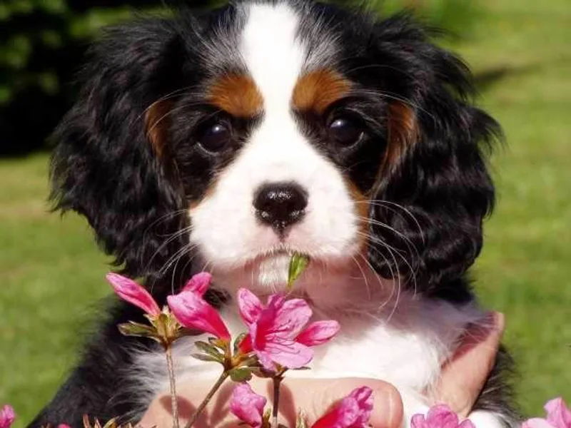 Kilmaren Cavaliers and Born in the USA Biewer Terriers