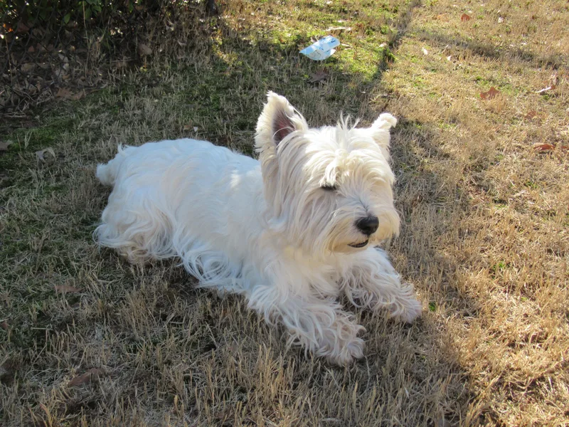 Kilmartin Westies