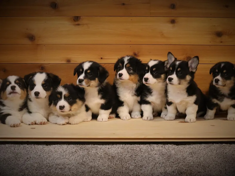 Kim Boyle's Pembroke Welsh Corgis