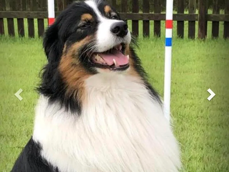 Kim’s Awesome Aussies