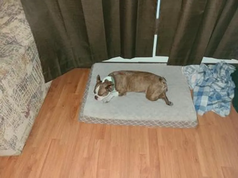 Kim's Boston Terriers