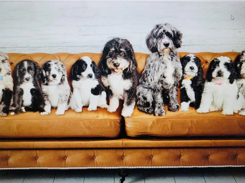 Kim's Cove Dog Co.