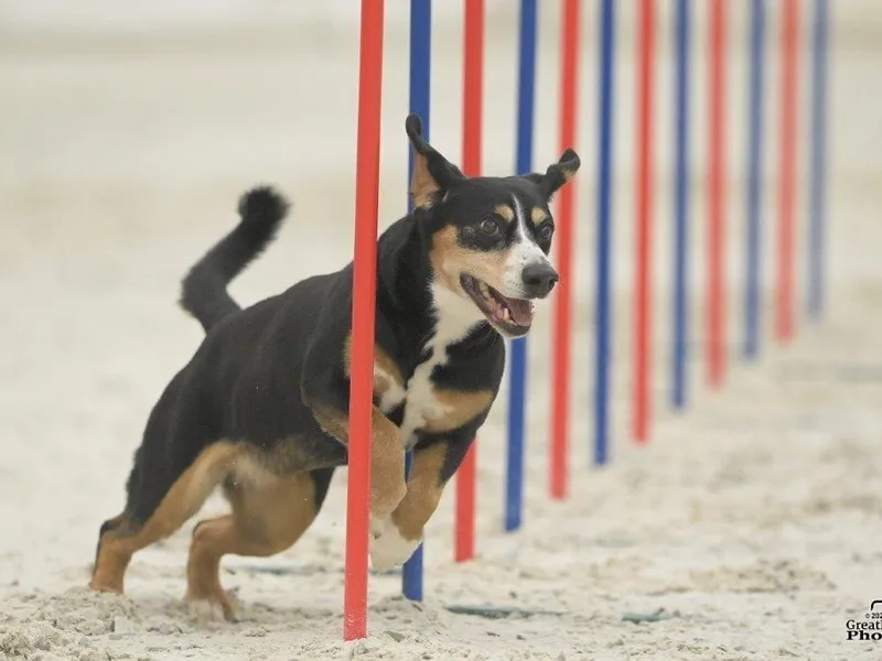 Kim's Entlebucher Mountain Dogs photo 1