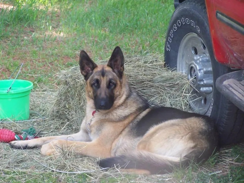 Kim's German Shepherds