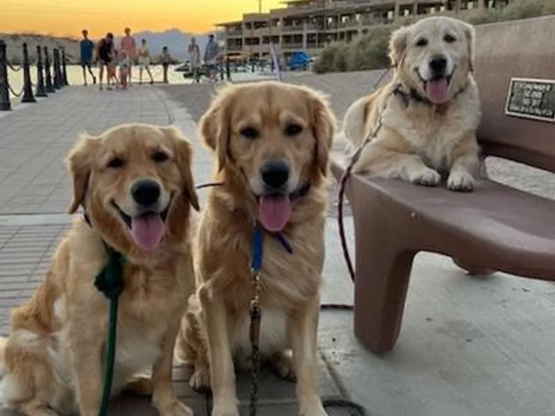 Kim's Golden Retrievers