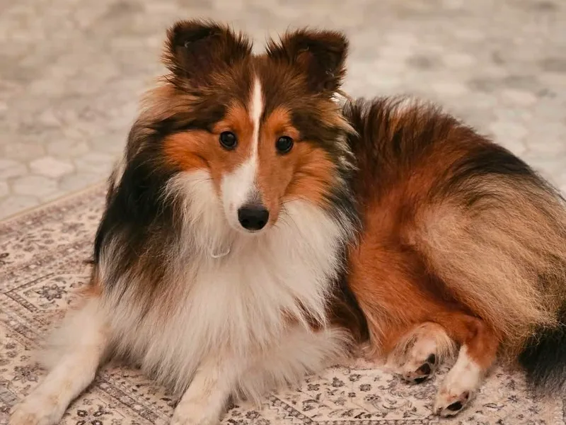 Kim's Shetland Sheepdogs