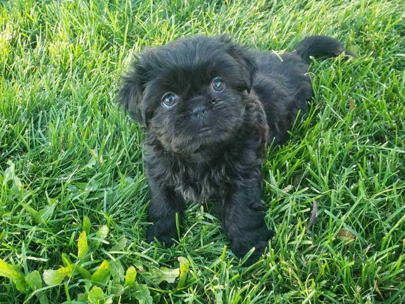Kim's Shih Tzus