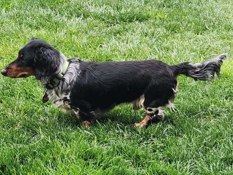 Kim’s wiener babies
