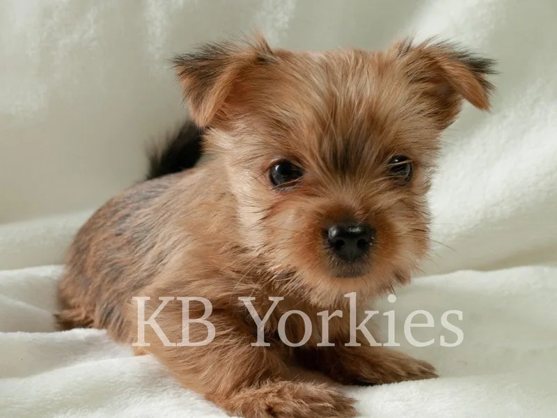 Kim's Yorkshire Terriers