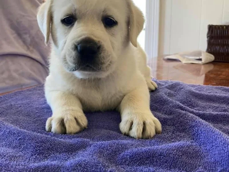 Kim Shaw's Labrador Retrievers