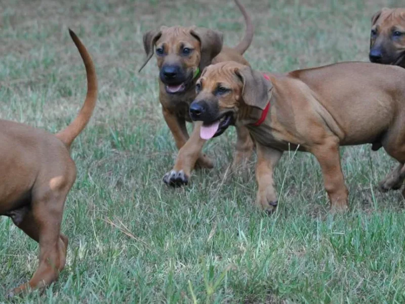 Kimba’s Pride Rhodesian Ridgebacks