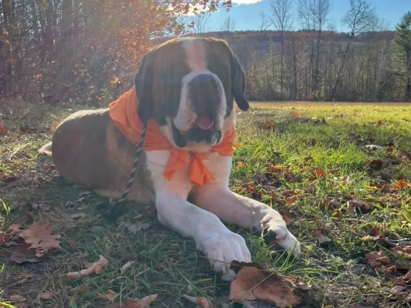 Kimball Pond  Saint Bernards
