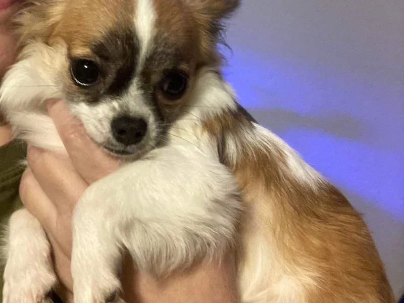 KimberGlen Chihuahuas