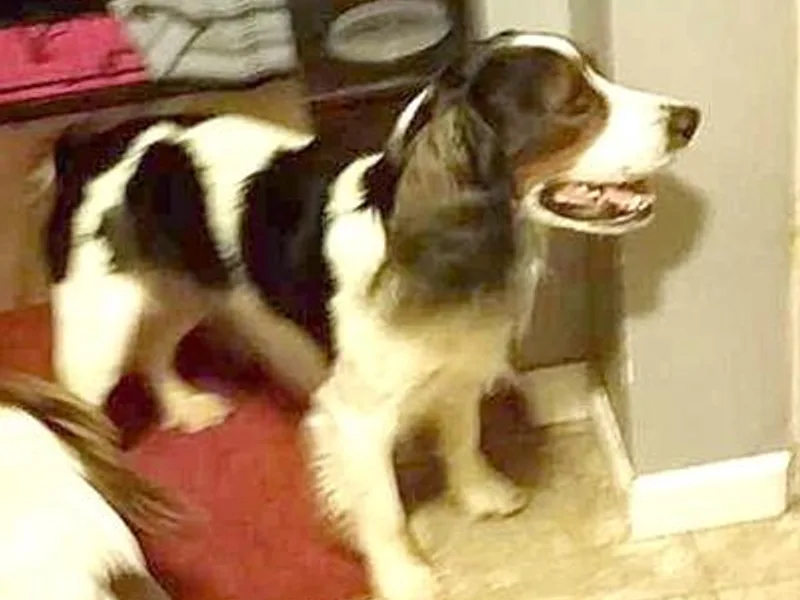 Kimberley's Springers