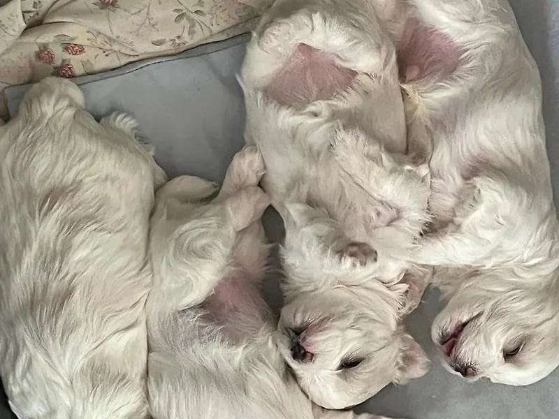 Kimberly Demyan-Streleckis