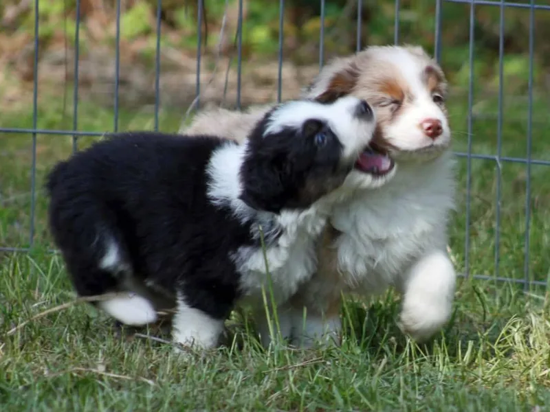 Kimberly Gregg's Australian Shepherds