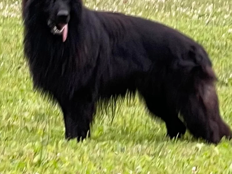 Kimberly's German Shepherds