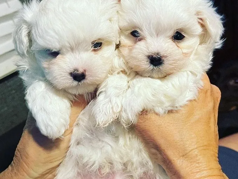Kimberly's Maltese