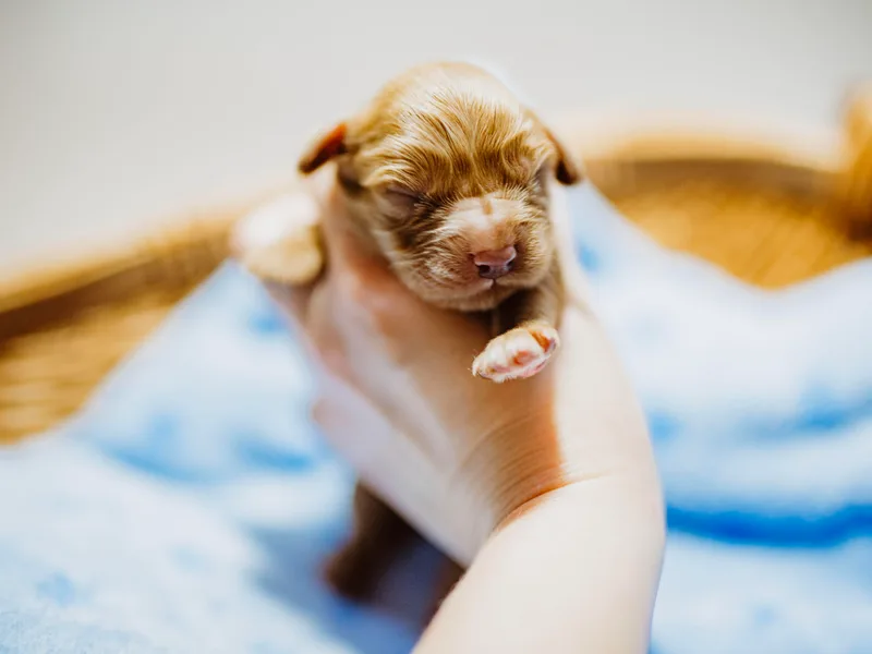 Kimberlys Cavalier Palace