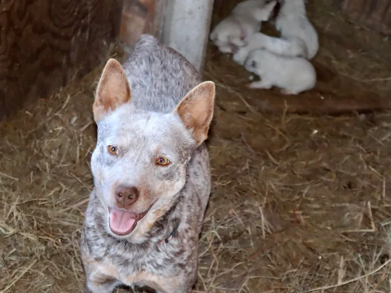 Kimble ACD’s
