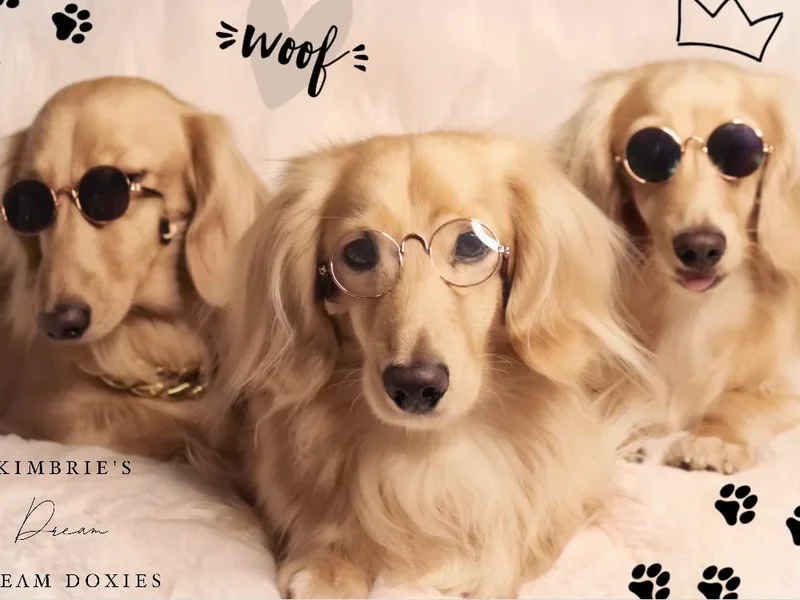 Kimbrie's Dream Cream Doxies