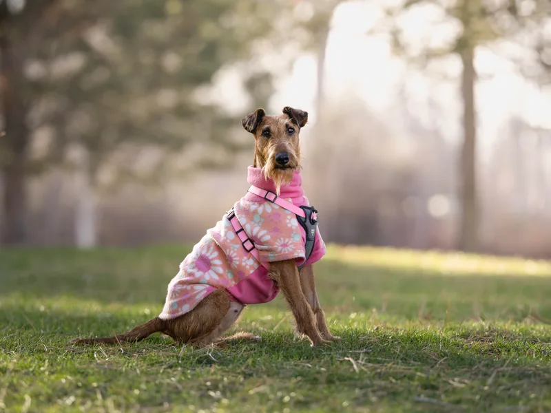 Kimerik Irish Terriers