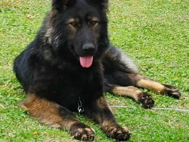 Kindheitstraum Kennels