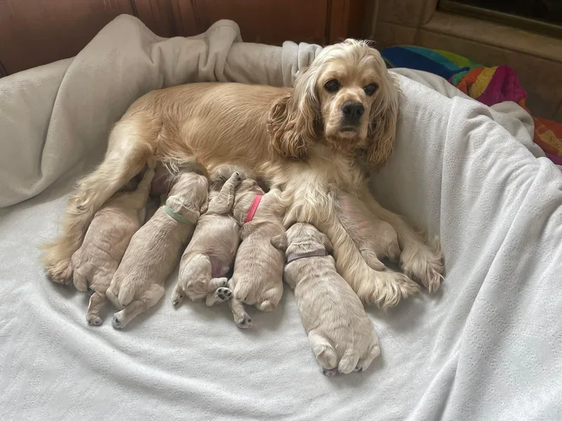 Kindred Cocker Spaniels in Kentucky